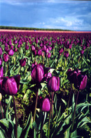 Purple Tulip Fantasy