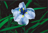 Japanese Iris