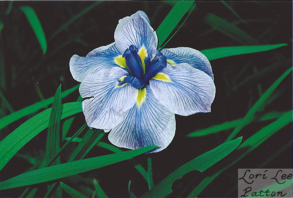 Japanese Iris