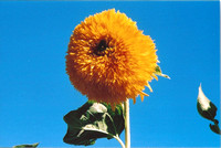 Sunflower Under Blue Sky