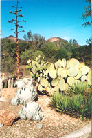 California Cactus Garden