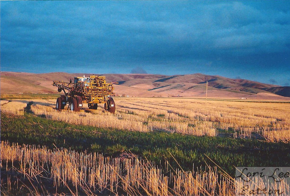 Field at Golden Hour