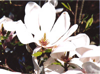 Magnolia Blossom