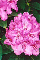 Rosy Rhododendron
