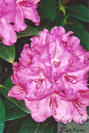 Rosy Rhododendron