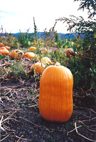 Pumpkin Sentinel