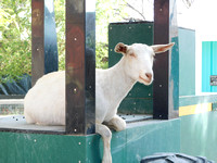 Goat on Tractor