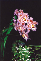 Exotic Orchids