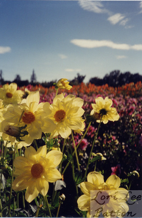 Sunlight on Yellow Dahlias