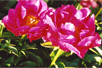 Peony Pair